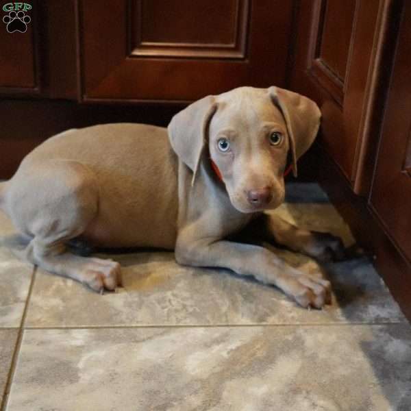 Chance, Weimaraner Puppy